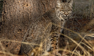 Hunting Bobcats with Thermal Scopes