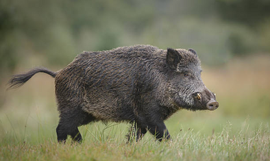 On the Nocturnal Habits of the Feral Pig